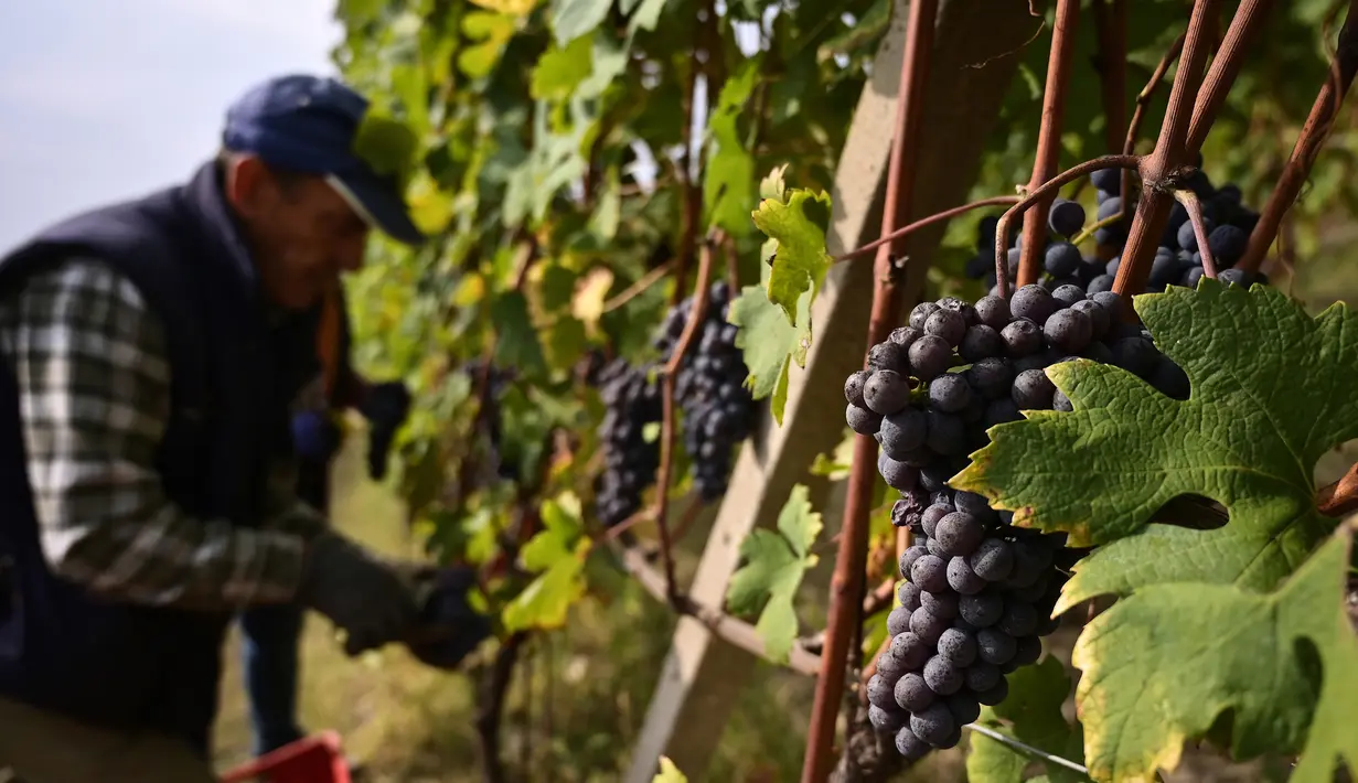 Seorang petani memetik anggur Nebbiolo, yang digunakan untuk membuat wine Barolo, selama panen di Barolo, Laghe Country side dekat Turin, Italia barat laut (14/9/2019). (AFP Photo/Marco Bertorello)