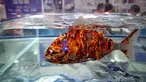 Robofish terlihat dalam Konferensi Robot Dunia 2019 di Beijing, China, Selasa (20/8/2019). Konferensi Robot Dunia 2019 akan berlangsung selama lima hari. (WANG Zhao/AFP)