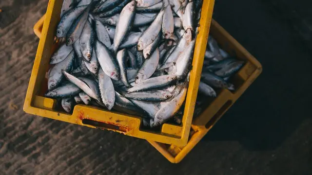Ilustrasi ikan