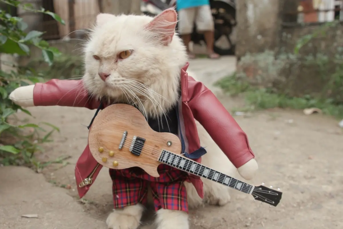 Baju Kucing Buatan Fredi Lugina