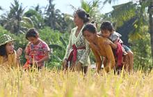 Penampilan Cantik Veronica Tan Turun ke Sawah Petik Padi, Bicara Soal Ibu Rumah Tangga jadi Sorotan