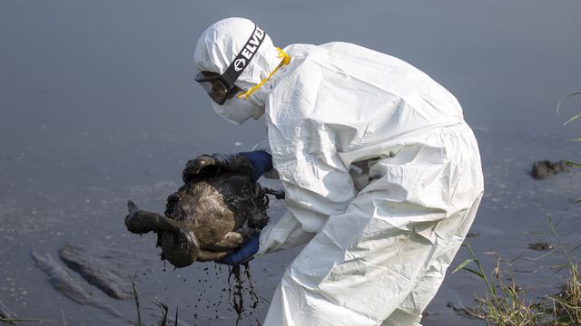Wabah Flu Burung Tewaskan Ribuan Bangau di Israel