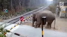 Sebuah kamera merekam aksi cerdik seekor gajah yang berusaha menghindari pembatas kereta api.