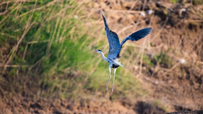 Seekor burung kuntul terbang di atas Danau Dongting Barat, Changde, Provinsi Hunan, China, 11 November 2020. Sekitar 20.000 ekor burung migran telah tiba di Danau Dongting Barat tahun ini. (Xinhua/Chen Sihan)