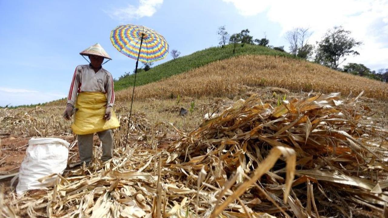 Fakta Unik: Lebih dari Sepertiga Perekonomian, Sektor Pertanian Gorontalo Jadi Tulang Punggung Utama