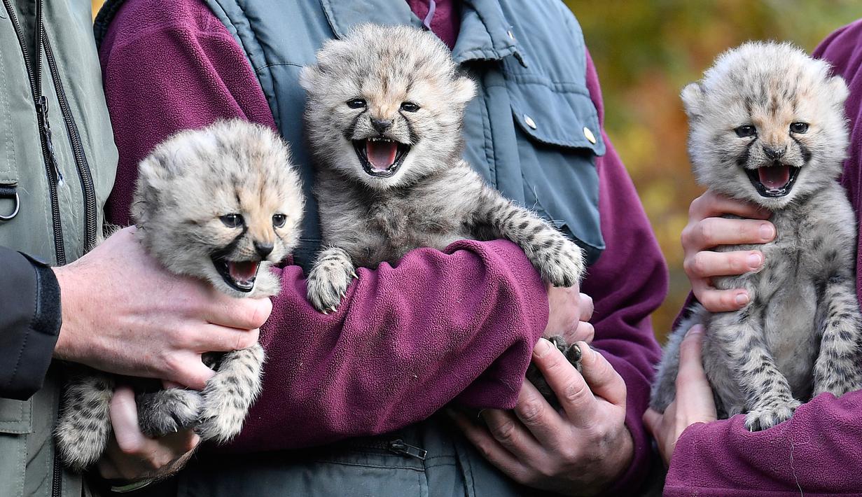 Penjaga menampilkan tiga bayi cheetah di kebun binatang di Muenster, Jerman, Jumat (9/11). Tiga bayi cheetah tersebut lahir di kebun binatang di Muenster pada 4 Oktober 2018. (AP Photo/Martin Meissner)