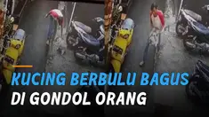 Terekam kamera CCTV kucing digondol oleh seorang pria tak dikenal.
