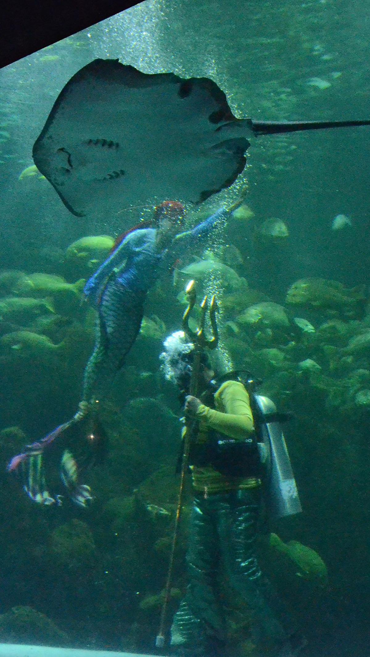 Atraksi penyelam di dalam akuarium saat menghibur pengunjung Sea World Ancol, Jakarta, Kamis (8/2/2024).&nbsp;