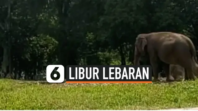 VIDEO: Suasana Taman Margasatwa Ragunan di Hari Kedua Libur Lebaran
