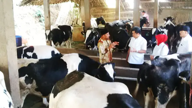 Sapi Perah