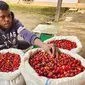 Salah satu petani kopi Dogiyai, Papua. (dok. Belift Project/Dinny Mutiah)