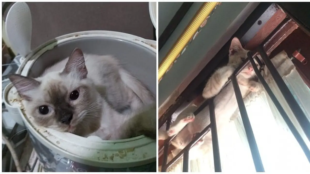 10 Potret Tempat Kucing Rebahan Ini Bikin Geleng Kepala, Enggak Habis Pikir