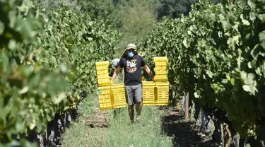 Seorang pemetik anggur yang memakai masker bekerja selama panen tahun 2020 di kebun anggur kilang anggur Godeval di O Barco de Valdeorras, Spanyol (26/8/2020). (AFP Photo/Miguel Riopa)