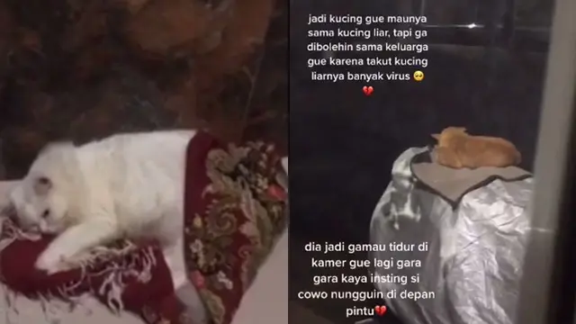 Viral Drama Kucing yang Tak Bisa Jauh Dari 'Gebetannya' Ini Bikin Gemas