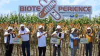 Syngenta Indonesia melakukan panen jagung bioteknologi NK Pendekar Sakti di area Agrotechnopark, Universitas Jember, Jawa Timur. (Dok Biotek)