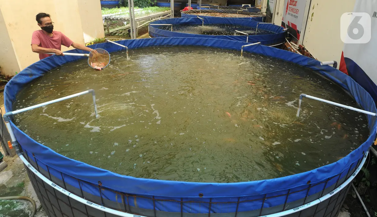 Petani memberi pakan pada ikan nila yang dibudidayakan dengan sistem bioflok di Rumah Al-Balat, Bojongsari, Depok, Kamis (18/2/2021). Dua bulan terakhir petani  ikan nila bioflok kembali menikatkan produksinya sebedar 1,2 ton/ bulan. (merdeka.com/Arie Basuki)