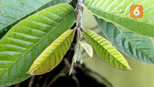 Manfaat daun jambu biji. Foto: Liputan6.com/Ade Nasihudin.