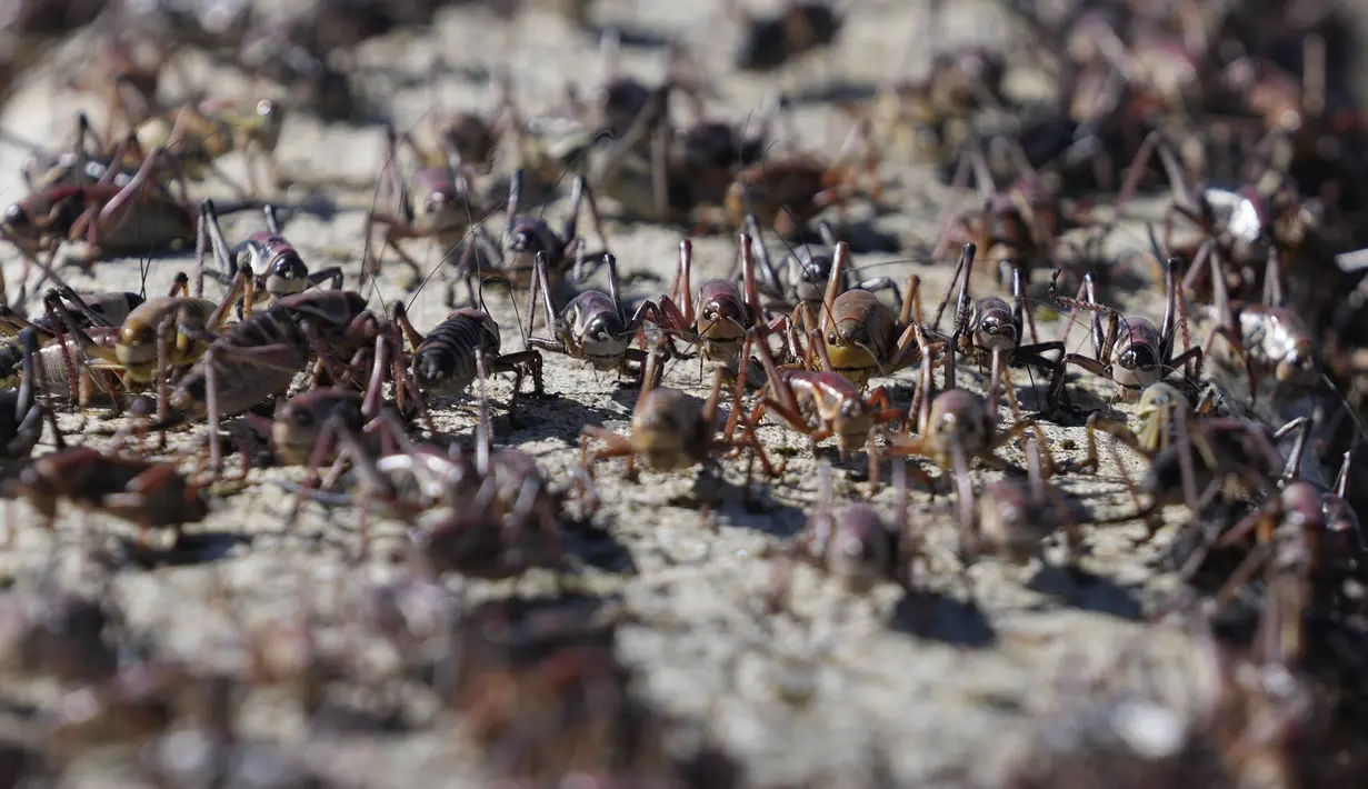 Kota kecil di pedesaan timur laut Nevada sedang diserang oleh segerombolan jangkrik berwarna merah darah. (AP Photo/Rick Bowmer)