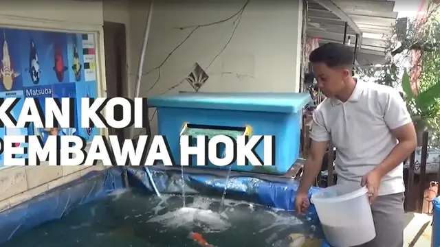 Ikan Koi