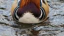 Bebek mandarin muncul di sebuah kolam di Central Park, New York, Selasa (27/11). Bebek yang punya lebih dari 10 warna bulu dengan nama ilmiah Aix galericulata itu umumnya ditemukan di China, Jepang dan beberapa negara di Eropa. (Don EMMERT / AFP)