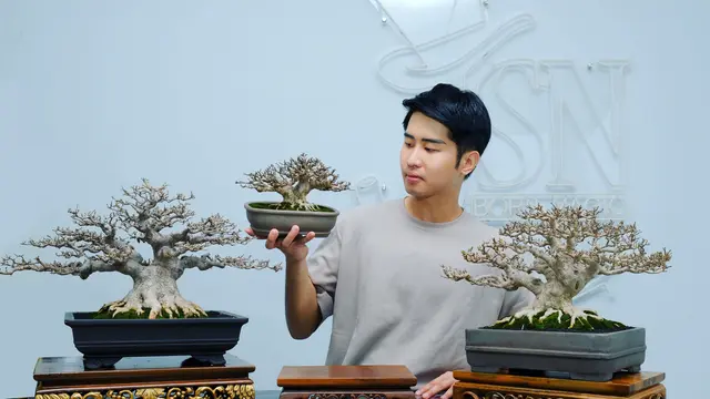 Pohon Bonsai