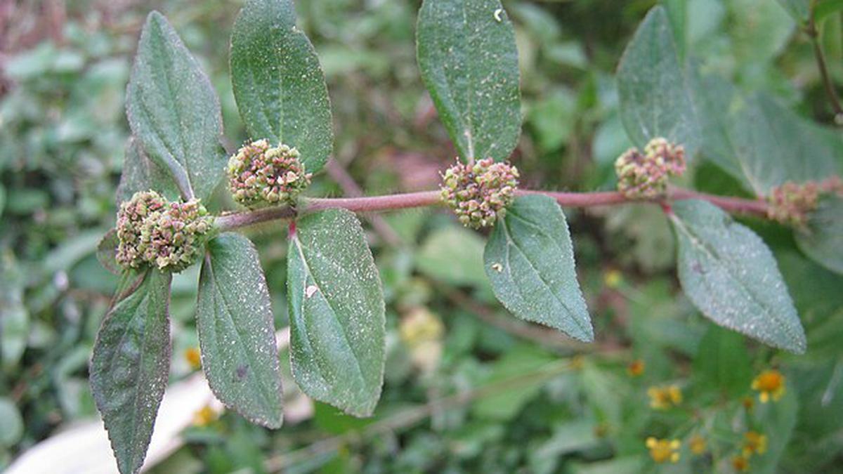 12 Manfaat Patikan Kebo yang Sering Diabaikan, Tanaman Liar dengan Khasiat Luar Biasa