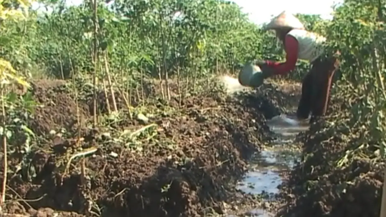 Kekeringan, Petani di Brangsong Menyedot Air Sungai 
