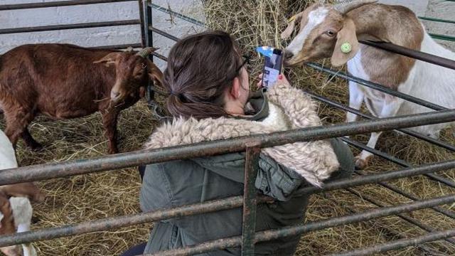 Bikin Bisnis Video Call dengan Kambing, Wanita Ini Raup Untung Rp 955 Juta