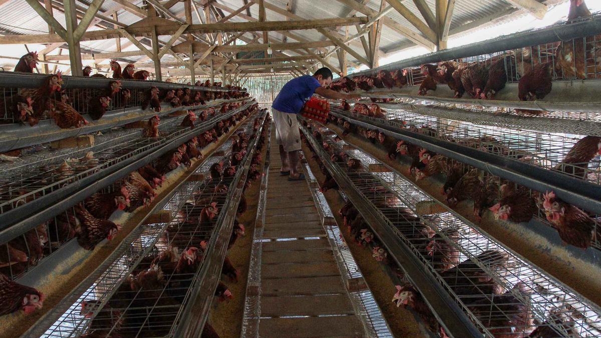 Harga Telur Ayam Peternak Dipatok Rp 24 Ribu per Kilogram - merdeka.com
