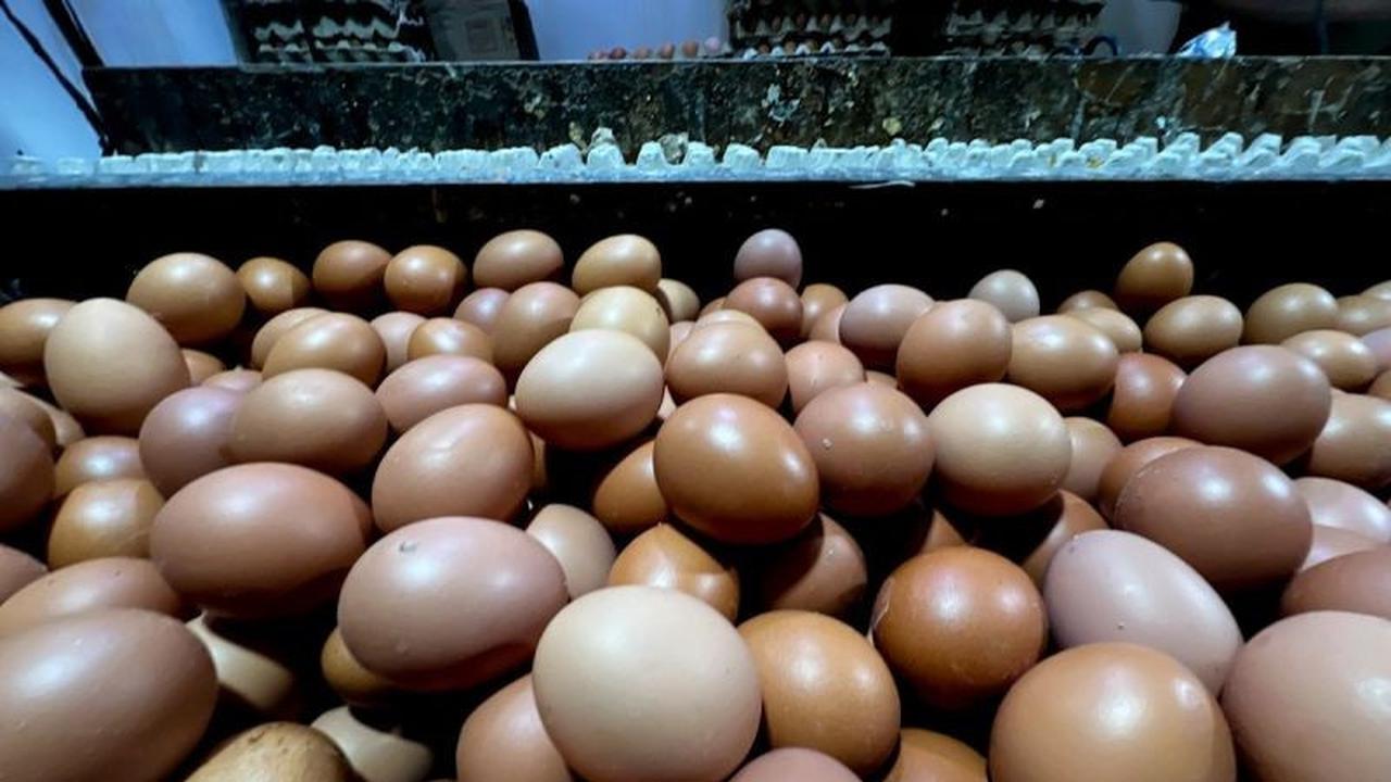 PIHPS Rilis Data Terkini: Harga Pangan Nasional, Telur Ayam Capai Rp30.100/Kg dan Bawang Merah Rp55.450/Kg