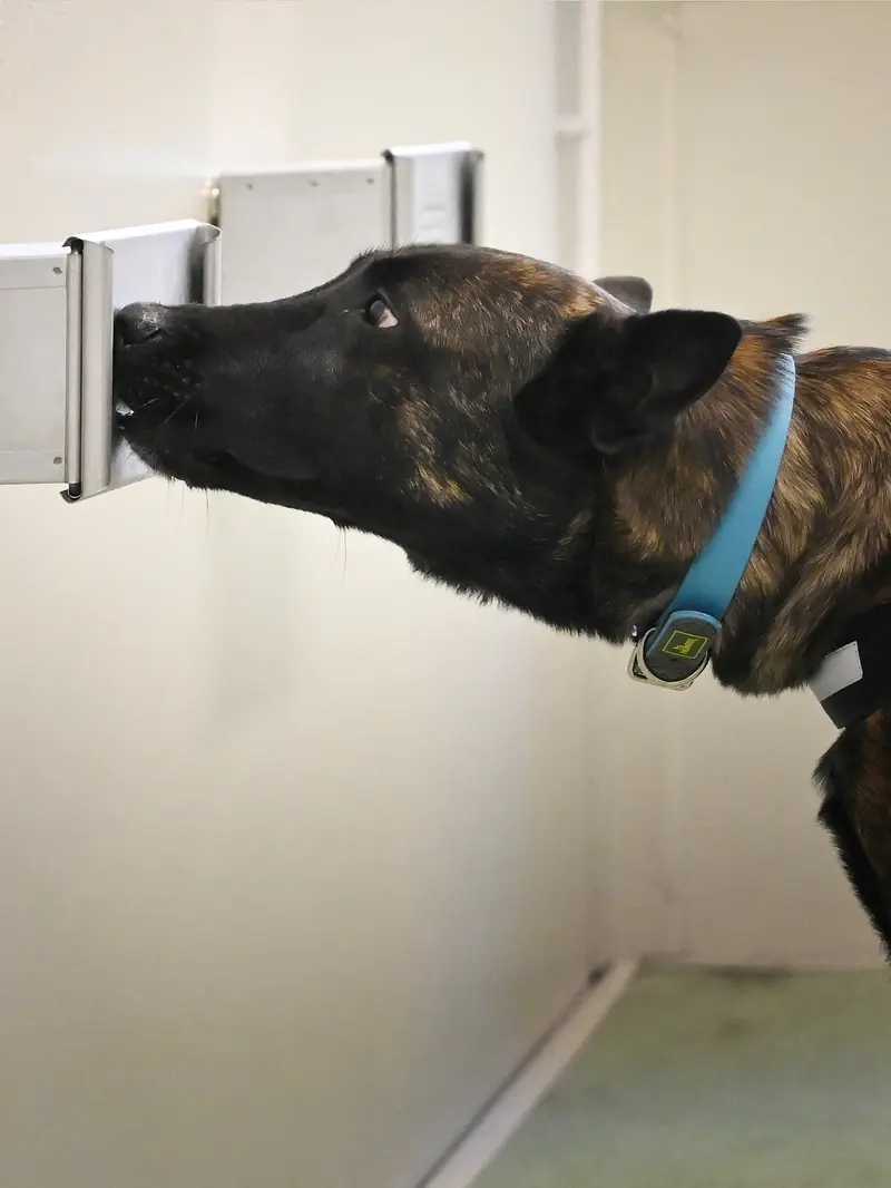 Seekor anjing pelacak mengikuti pelatihan eksperimental untuk mendeteksi Covid-19 melalui keringat.