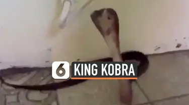 Seekor ular King Kobra terjebak di toilet dan pawang ular mencoba menangkapnya. King Kobra sempat akan menggigit sang pawang namun meleset. Kejadian tersebut terjadi di wilayah Krabi, Thailand.