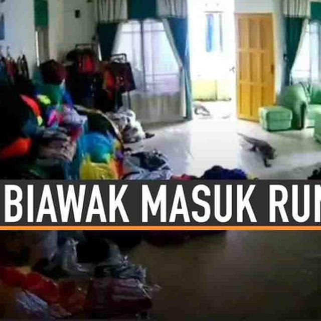 Video Viral Dua Ekor Biawak Besar Masuk Rumah Hot Liputan6 Com