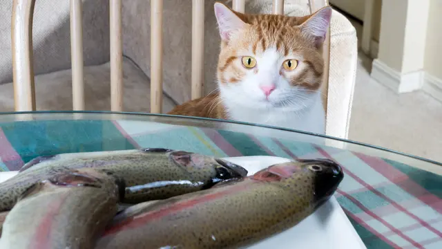 Jenis Ikan untuk Makanan Kucing