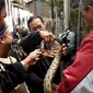 Setelah menyerah, ular phyton itu diukur dan panjangnya 2,5 meter. Diduga ia bersarang di dalam sumur dan keluar karena lapar. (foto: Liputan6.com / edhie prayitno ige)