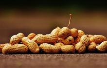 Apakah Kacang Tanah Menyebabkan Asam Urat? Berikut Fakta dan Mitos Seputar Konsumsi Kacang