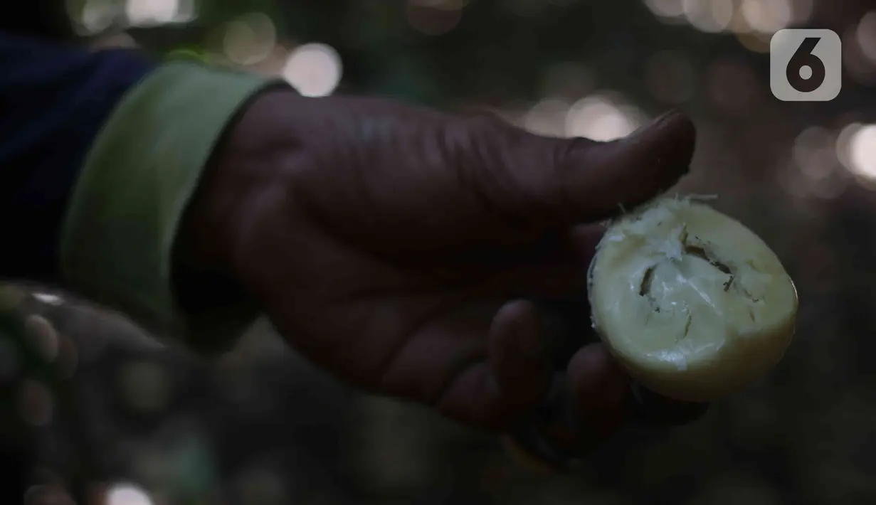 Petugas menunjukkan buah salak condet di Cagar Buah Condet, Balekambang, Jakarta Timur, Senin (13/12/2021). Cagar Buah Condet menjadi salah satu destinasi di kawasan Condet usai diresmikan sebagai Desa Kreatif oleh Kemenparekraf RI dan didukung oleh Pemprov DKI Jakarta. (Liputan6.com/Herman Zakharia