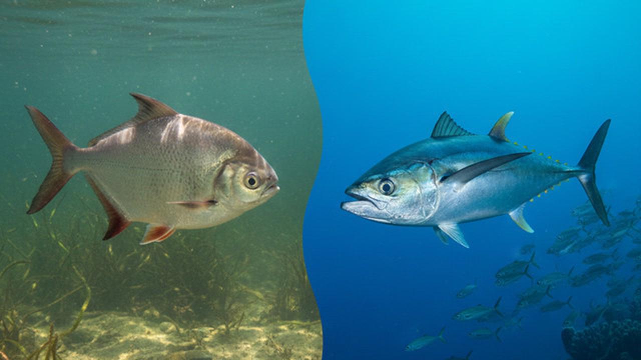 Lebih Sehat Ikan Laut atau Ikan Air Tawar? Ini Perbandingan Gizinya