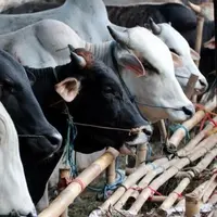 Presiden Jokowi memesan sapi kurban langsung dari Gresik, Jawa Timur. (Via: tipsncara.com)