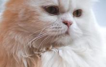 Jenis Kucing Persia jadi Hewan Peliharaan paling Menggemaskan, Kenali Ciri Khas Fisiknya