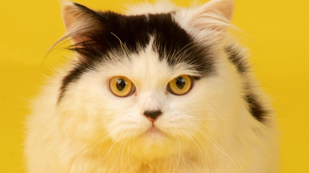 200 Nama Kucing Lucu Betina dan Jantan, Unik dan Mudah Diingat