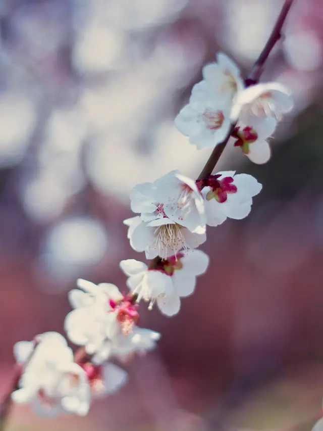 [Fimela] Plum Blossom