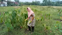 Cara Mengubah Hasil Kebun Menjadi Peluang Usaha, dari Sayuran Organik hingga Sirup Bunga Telang