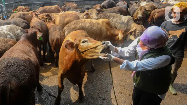 pemeriksaan kesehatan hewan kurban