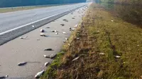 Puluhan Ikan Tumpah di Jalan Raya Oregon, Polisi Minta Warga yang Melintas Berhati-hati