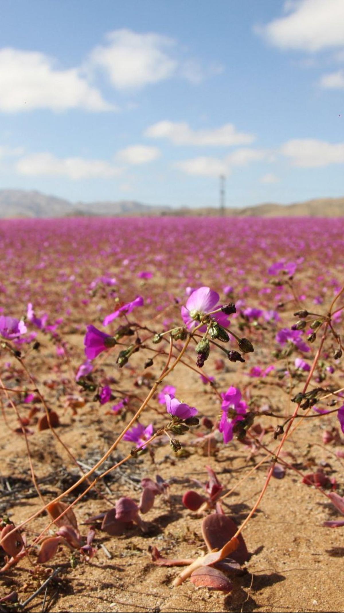 Hamparan tanah kering di Gurun Atacama berubah seolah menjadi kebun berwarna ungu.&nbsp;Foto: Patricio Lopez Castillo/AFP