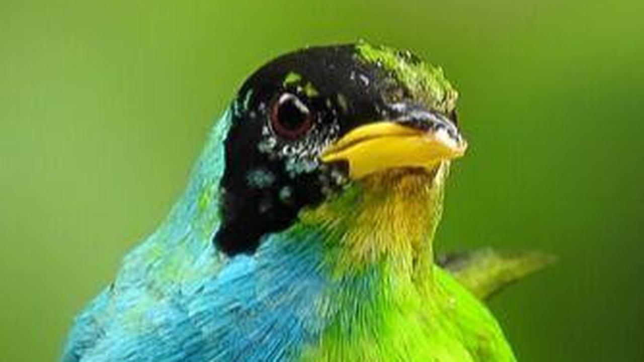 Researchers Discover Rare Bird Half Female-Half Male in Colombia