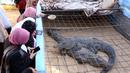 Para wisatawan melihat dua ekor buaya di Desa Nubia, Kota Aswan, Mesir (12/2/2020). Di desa tersebut, wisatawan dapat berswafoto dengan buaya hidup berukuran sangat besar. (Xinhua/Ahmed Gomaa)