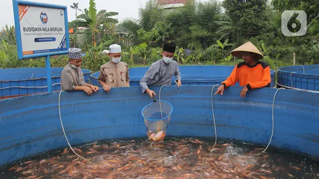 Budidaya Ikan Nila di Pesantren