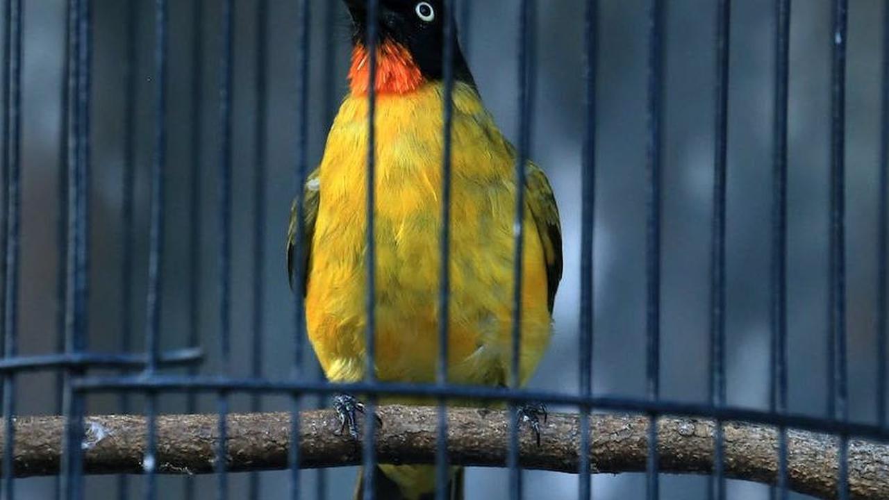 Perawatan yang relatif mudah membuat burung menjadi pilihan favorit. Burung bisa menjadi teman yang setia dan menyenangkan, terutama jika Anda bisa berinteraksi dengannya secara aktif.
